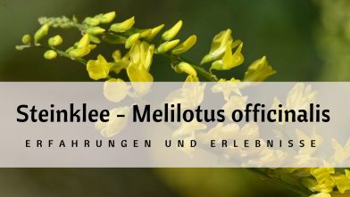 Mehr über den Artikel erfahren Steinklee bei Lipödem: Meine Erfahrungen