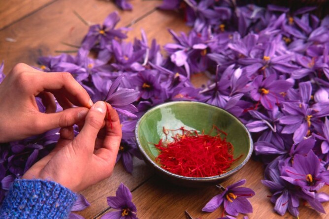 Hände, die Safranfäden aus violetten Krokusblüten zupfen, mit einer Schale voller leuchtend roter Safranfäden auf einem Holztisch, für die Verwendung im Safran Panna Cotta
