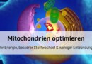 Mitochondrien optimieren: Mehr Energie, besserer Stoffwechsel & weniger Entzündungen